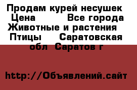 Продам курей несушек › Цена ­ 350 - Все города Животные и растения » Птицы   . Саратовская обл.,Саратов г.